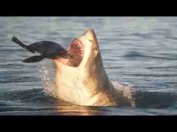 Video: TOP 10 MOST FEARED PREDATORS OF THE ANIMAL KINGDOM || When Animals hunting